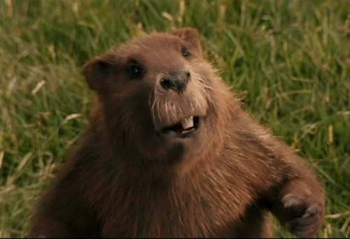 Mr. Beaver